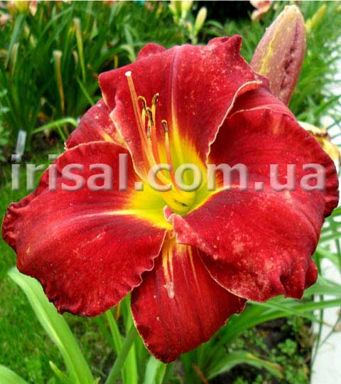 Red Grace